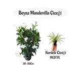 Beyaz Mandevilla Çiçeği 1 Adet Saksılı+Kurdele Çiçeği Hediyeli Peyzaj Seti, BTS01YGNA202