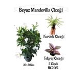 Beyaz Mandevilla Çiçeği 1 Adet Saksılı+Kurdele Çiçeği-Telgraf Çiçeği Hediyeli, BTS01YGNA191