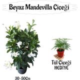 Beyaz Mandevilla Çiçeği 1 Adet Saksılı+Tül Kuşkonmaz Çiçeği