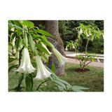 Beyaz Melek Borazanı Datura Fidanı 10-20 Cm