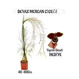 Beyaz Mercan Çiçeği 1 Adet Sakıslı+ Yaprak Güzeli Hediye Bahçe Teras Bitkisi