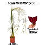 Beyaz Mercan Çiçeği 1 Adet Sakıslı+Bordo Yaprak Güzeli Hediye Bahçe Teras Bitkisi