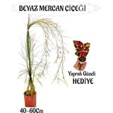 Beyaz Mercan Çiçeği 1 Adet Sakıslı+Sihirbaz Yaprak Güzeli Hediye Balkon Bitkisi