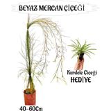 Beyaz Mercan Çiçeği 1 Adet Sakıslı+Telgraf Çiçeği Hediye Bahçe Teras Bitkisi