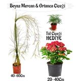 Beyaz Mercan Çiçeği 1 Adet+Kırmızı Ortan Çiçeği 1 Adet Sakıslı+Tül Çiçeği Hediye Teras Bitkisi