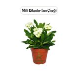 Beyaz Milii Dikenler Tacı Kaktüsü 1 Adet Saksılı 20-25Cm