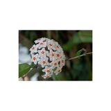 Beyaz Mum Çiçeği Hoya Fidanı 10-20 Cm