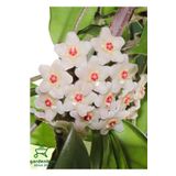 Beyaz Mum Çiçeği Kokulu 10-20Cm Çokyıllık Sarmşık Bitki (Hoya)