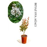 Beyaz Oya Ağacı Fidanı 1 Adet Saksılı 30-60Cm Çiçekli Ağaç, BTS060624NA27