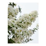 Beyaz Oya Çiçeği Fidanı 80Cm