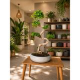 Beyaz Özel Tasarım Taş Saksı Bonsai Ağaç Bitki S Gövde Shape 80 cm