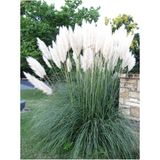 Beyaz Pampas Saz Çiçeği Fidanı Saksılı 60-80 cm Bahçe Bitkisi ( Pampas)