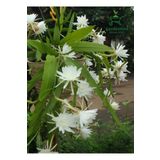 Beyaz Renk Atlas Çiçeği Sarkıcı Bitki 10-20Cm (White Epiphyllum), GDB20072024NA26