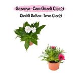 Beyaz Renk Cam Güzeli 1 Adet+ Pembe Gazanya Çiçeği 1 Adet Saksılı 10-20Cm, BTS0101NA1365
