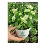 Beyaz Renk Dikenler Tacı Kaktüsü 1 Adet 10-15Cm Euphorbia Milii