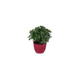 Beyaz Renk Kasımpatı Çiçeği Fidanı 10-20 Cm White Chrysanthemum