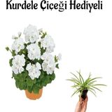 Beyaz Renk Sardunya Çiçeği Sevgililer Gününe Özel Kurdele Çiçeği Hediyeli