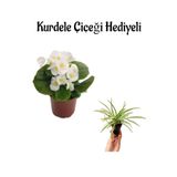 Beyaz Renk Şeker Begonya Çiçeği Sevgililer Gününe Özel Kurdele Çiçeği Hediyeli, BTS001NA2424