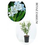 Beyaz Renk Zakkum Çiçeği Fidanı 1Adet Saksılı 30-60Cm Yaz Bitkisi, BTS060624NA28