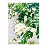 Beyaz Renkli Begonvil Çiçeği 40 60 Cm 1 Adet Tüplü Iç/dış Mekan Bitkisi Bougainvillea