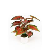 BEYAZ SAKSIDA YAPAY KALADYUM (CALADIUM) ÇİÇEĞİ
