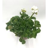 Beyaz Sardunya Çiçeği Fidanı 5-15 Cm
