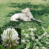 Beyaz Trifolium Repens Tohumu Üçgül Çiçekli Yerörtücü 100 Gram