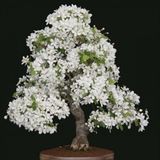 Beyaz Zakkum Bonzai Ağacı Tohumu 5 Adet Bonsai Ağacı Tohumu