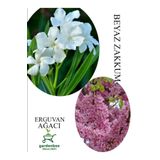 Beyaz Zakkum Çiçeği 1 Adet 30-60Cm - Pembe Erguvan Ağacı Fidanı 1Adet 50-70Cm, GDBTS060624NA33