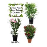Beyaz Zakkum+Kırmızı Zakkum+Pembe Zakkum 3 Adet Saksılı Bahçe Çiçeği, BTS0106NA61