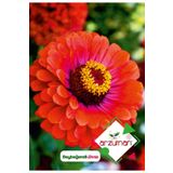 Beybeğendi (zinnia) Çiçek Tohumu 30 Adet