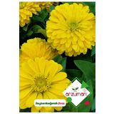 Beybenibeğendi (zinnia) Çiçek Tohumu 30 Adet
