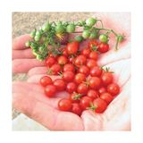 Bezelye Cherry Domates Tohumu 10+ Adet – Yüksek Verimli Mini Domates – Tatlı, Sulu ve Kolay Çimlenen