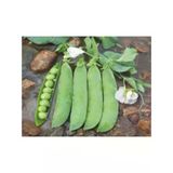 Bezelye Tohumu - 10 Gram