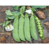 Bezelye Tohumu - Aksel 10 gr