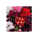 bfalina botanik 10-15 Adet Karışık Renkli Yer Minesi (verbena) Çiçeği Tohumu (1.kalite )