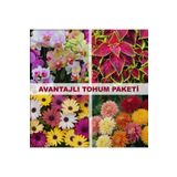bfalina botanik 40 Adet Tohum Paketi-çok Yıllık (BODRUM PAPATYASI(AFRİKA PAPATYASI), Orkide, Kasımpatı, Kolyos)