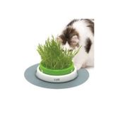 BFHOME 250 gr tohum Eko Paket Kedi Çimi Tohumu Çim Tohumu Kedi Çimi