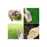 BFHOME 500 gr Kedi Çimi Tohumu organik doğal ve sağlıklı