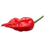 Bhut Jolokia Biber Tohumu (Ghost Pepper) 20 Adet Tohum (Çok Acı)