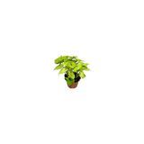 Bi Organik Syngonium Mango Allusion - Melek Kanadı Çiçeği Mini - Ev Ofis Salon Iç Mekan Bitkisi