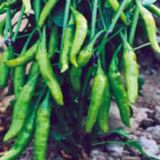 Biber Cin Tohumu - Aksel 10 gr