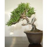 Biberiye Bonsai Ağacı 10 Tohum