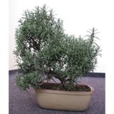 Biberiye Bonsai Ağacı 10 Tohum(Saksı Toprak Seti)