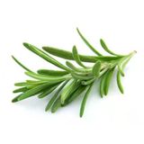 Biberiye Çiçeği Fidanı Yosun Yeşili 10-20 Cm