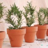 Biberiye Fidanı 5 Adet 20-30 Cm (Rosmarinus officinalis)