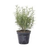 Biberiye Fidesi 10-20 Cm