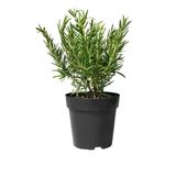 Biberiye Fidesi Fidanı 10-20 Cm