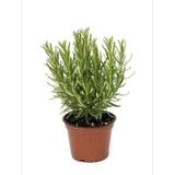 Biberiye Kuşdili Fidesi 10-20 Cm