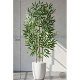 Biçiçek 110 Cm Bambu Ağacı Beyaz Yakut Saksıda
